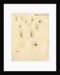 Specimens of leeches by James Rawlins Johnson