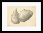 Human stomach by William Clift
