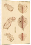 Human ovary and corpus luteum at different ages by Franz Andreas Bauer