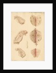 Human ovary and corpus luteum at different ages by Franz Andreas Bauer
