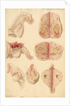 Human ovary and corpus luteum during and after pregnancy by Franz Andreas Bauer