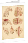 Human ovary and corpus luteum during and after pregnancy by Franz Andreas Bauer