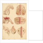 Human ovary and corpus luteum during and after pregnancy by Franz Andreas Bauer
