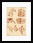 Human ovary and corpus luteum during and after pregnancy by Franz Andreas Bauer