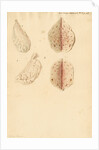 Human ovary and corpus luteum during and after pregnancy by Franz Andreas Bauer