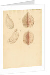 Human ovary and corpus luteum during and after pregnancy by Franz Andreas Bauer