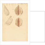 Human ovary and corpus luteum during and after pregnancy by Franz Andreas Bauer