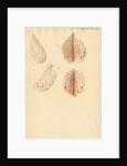 Human ovary and corpus luteum during and after pregnancy by Franz Andreas Bauer