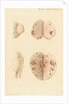 Ovaries of a cow by Franz Andreas Bauer