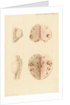 Ovaries of a cow by Franz Andreas Bauer