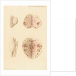 Ovaries of a cow by Franz Andreas Bauer
