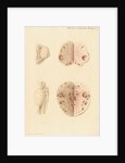 Ovaries of a cow by Franz Andreas Bauer