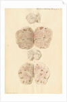 Ovaries of a pig by Franz Andreas Bauer