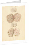 Ovaries of a pig by Franz Andreas Bauer
