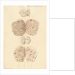 Ovaries of a pig by Franz Andreas Bauer
