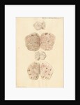 Ovaries of a pig by Franz Andreas Bauer