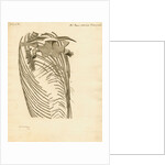Fossil ribs, sternum and vertebrae of the Proteo-saurus [Ichthyosaur] by Henry Thomas de la Beche