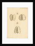 Ovaries of a kangaroo by Franz Andreas Bauer