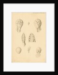 Ovaries of an American Opossum by Franz Andreas Bauer
