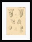 Ovaries of Ornithorhynchus paradoxicus [Platypus] by Franz Andreas Bauer