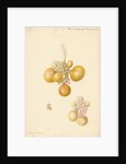 Ovaries of the hen by Franz Andreas Bauer