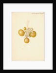 Ovaries of the hen by Franz Andreas Bauer
