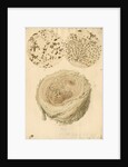 Coagulated human blood and crystals by Franz Andreas Bauer