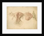 Human uterus and womb by Franz Andreas Bauer