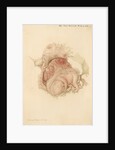 An unborn child by Franz Andreas Bauer