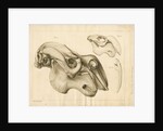 Dugong skull and tusk by William Home Clift