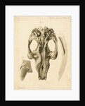 Dugong skull and tusks by William Home Clift
