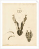Lower jaw and teeth of a dugong by William Home Clift