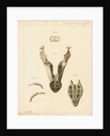 Lower jaw and teeth of a dugong by William Home Clift