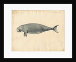 Sumatra dugong by William Clift