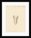 Dugong tongue by William Clift