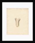 Dugong tongue by William Clift