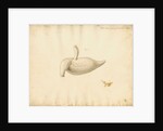 Dugong caecum by William Clift