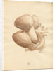 Dugong heart by William Clift