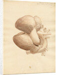 Dugong heart by William Clift