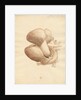 Dugong heart by William Clift