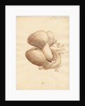 Dugong heart by William Clift