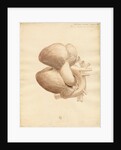 Dugong heart by William Clift