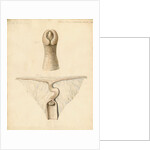 Dugong sexual organs by William Clift