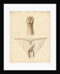 Dugong sexual organs by William Clift