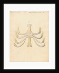 Dugong sternum by William Clift