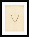 Dugong pelvic bones by William Clift