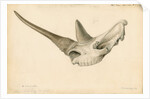 Rhinoceros skull by William Clift