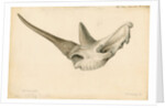 Rhinoceros skull by William Clift