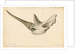 Rhinoceros skull by William Clift