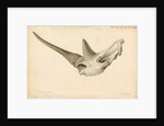 Rhinoceros skull by William Clift